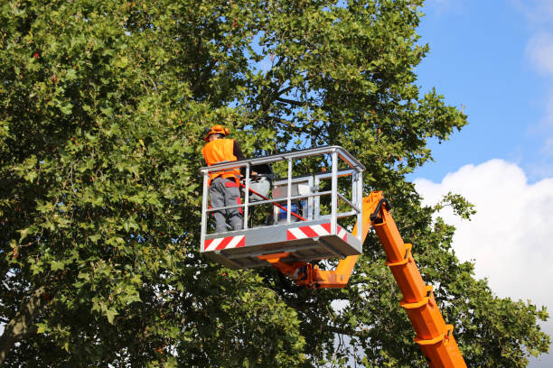 Lawn Maintenance Plans in Holiday Shores, IL